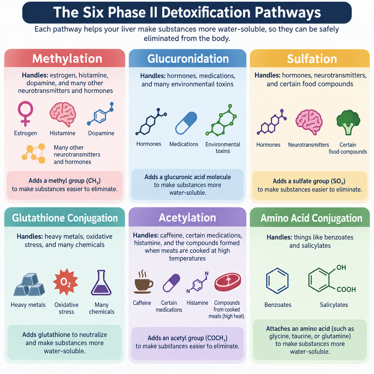 Infographic: The six major Phase II conjugation pathways — methylation, glucuronidation, sulfation, glutathione conjugation, acetylation, and amino acid conjugation