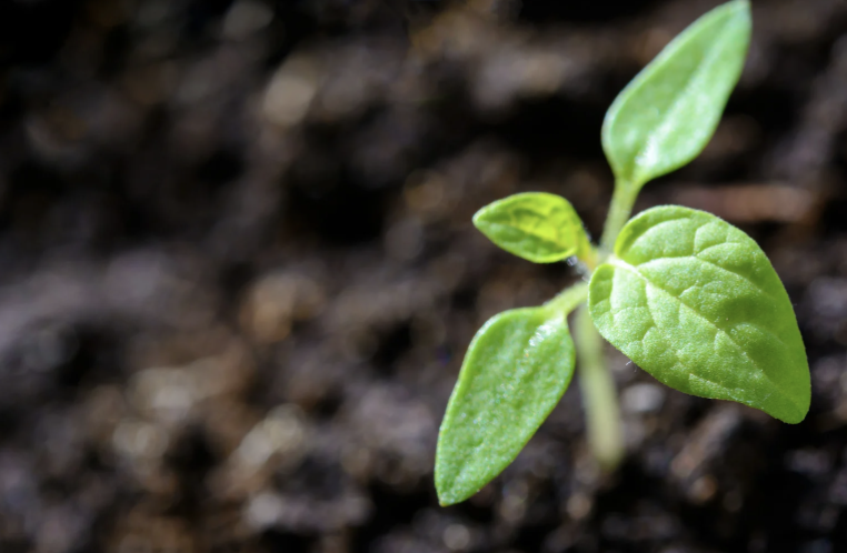 A tiny green seedling with its first leaves emerging from dark soil
