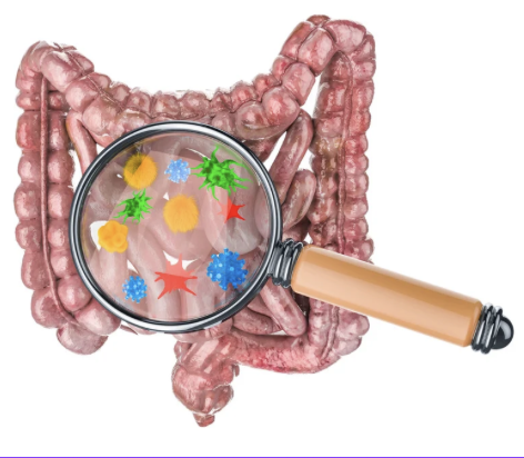 3D illustration of the large intestine with a magnified view of the gut microbiome — colorful bacteria and microorganisms