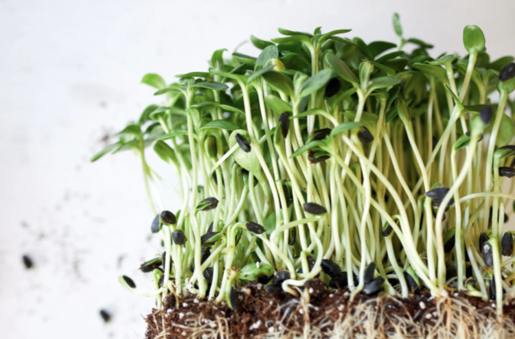 A cluster of fresh sunflower sprouts with seed hulls still attached